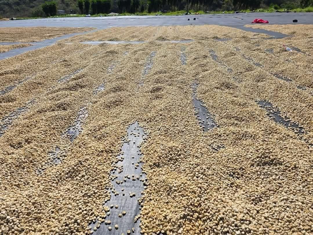 Specialty Arabica drying beds